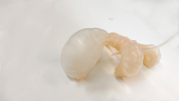 CarolineYZ-WiP Img copy